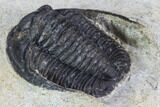 Bargain, Cornuproetus Trilobite Fossil - Morocco #105970-4